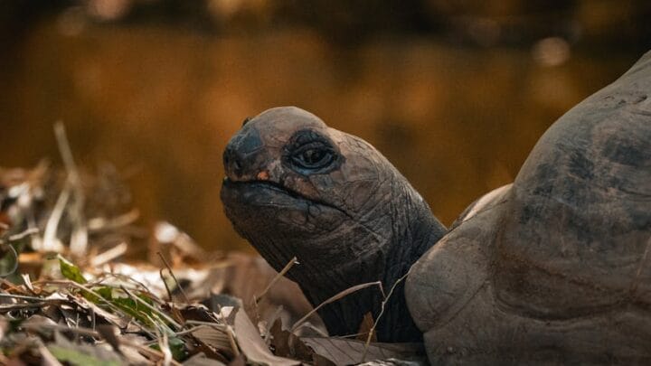 Annuaire-telechargement : la légalité des sites en question